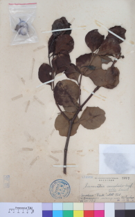 Specimen thumbnail